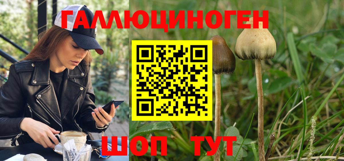 Псилоцибиновые грибы Psilocybine cubensis Новосибирск